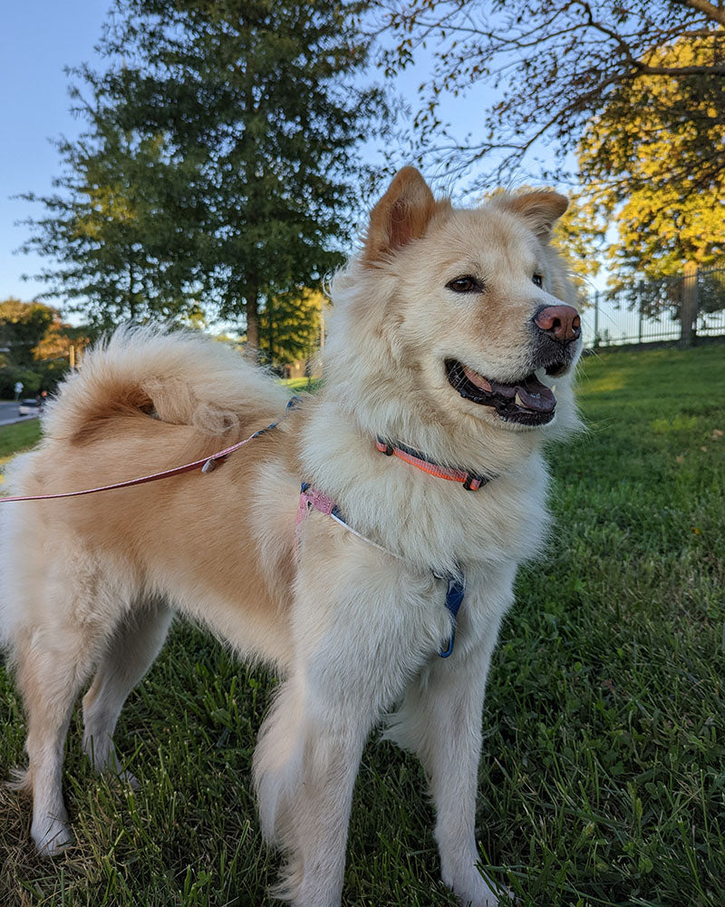 (R)evolution™ Recycled Woven Dog Harness