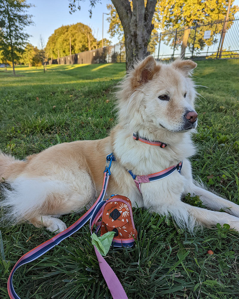 (R)evolution™ Recycled Woven Dog Harness