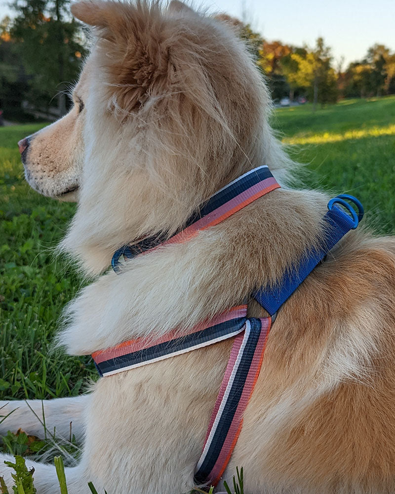 (R)evolution™ Recycled Woven Dog Harness