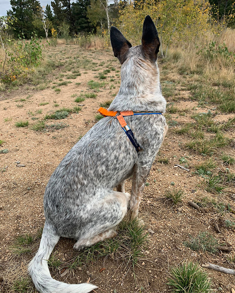 (R)evolution™ Recycled Woven Dog Harness