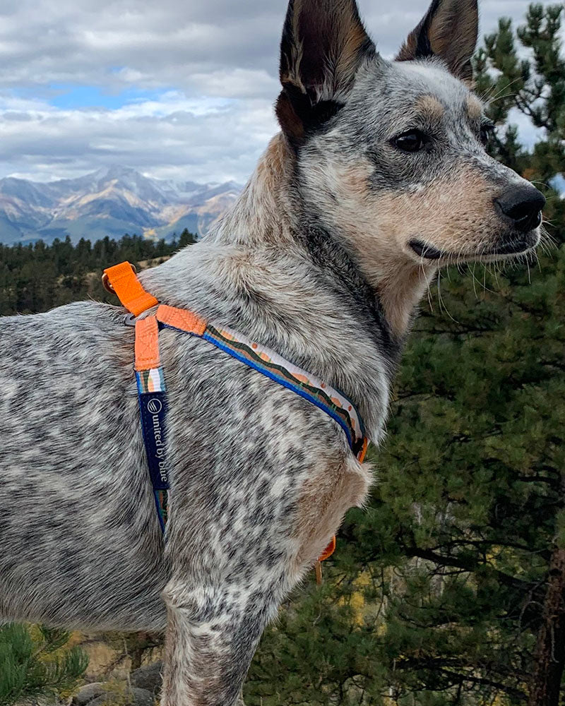 (R)evolution™ Recycled Woven Dog Harness