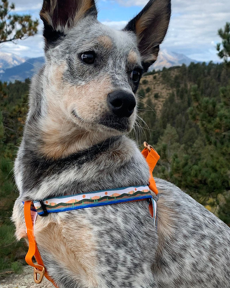 (R)evolution™ Recycled Woven Dog Harness