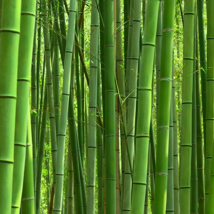 Bamboo: The Superhero of Sustainable Shopping