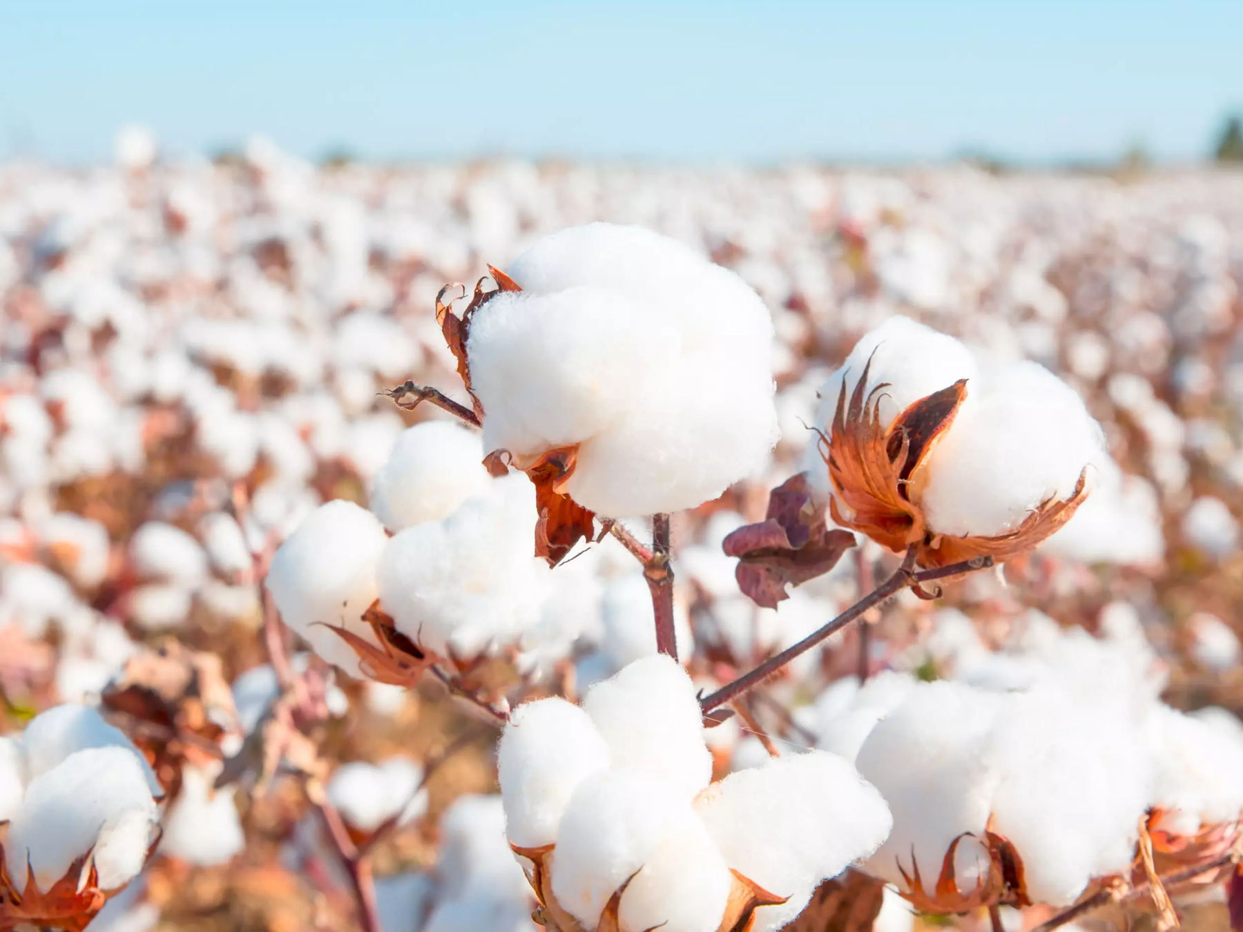 Organic Cotton: A Sustainable Choice for a Greener Planet