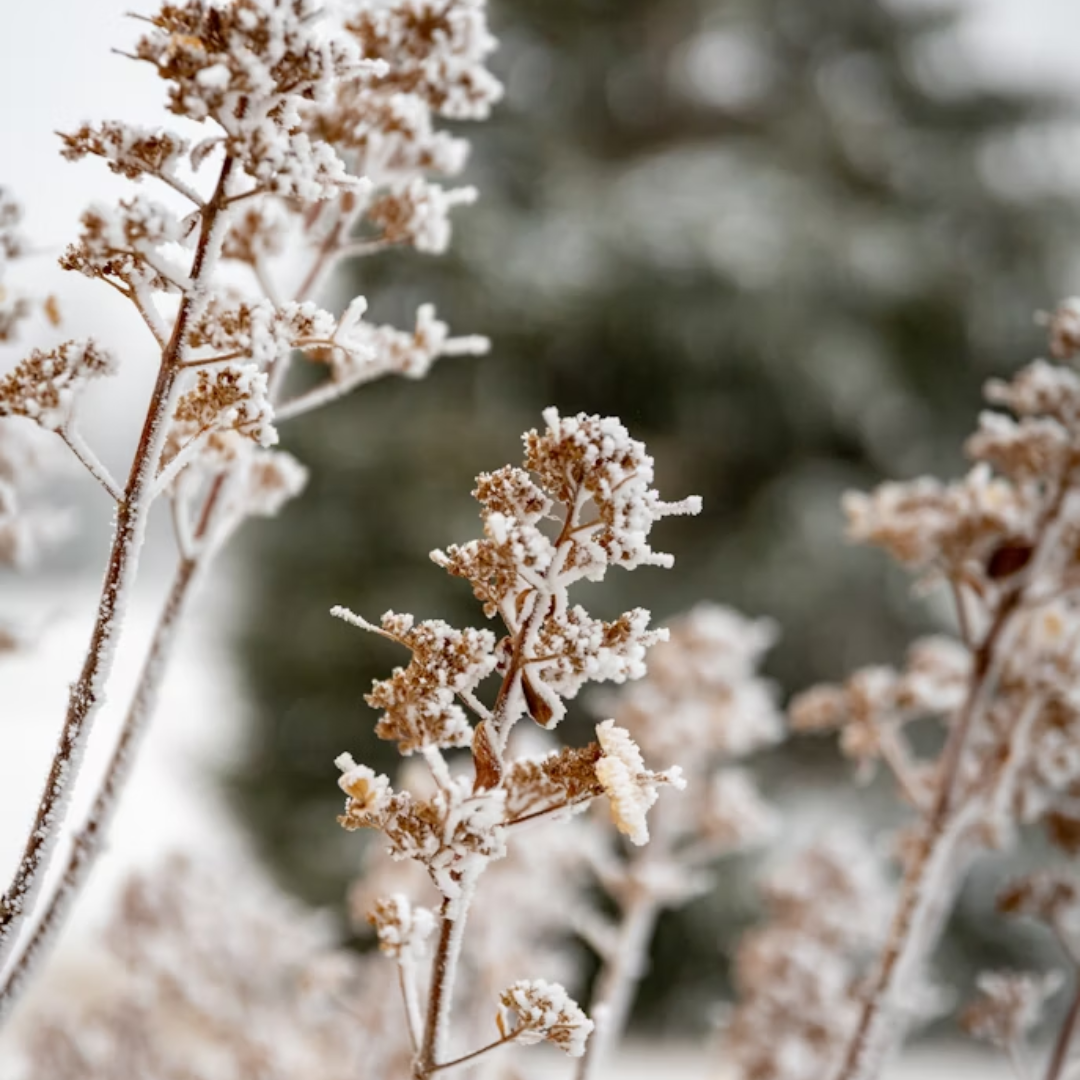 Winter Collection