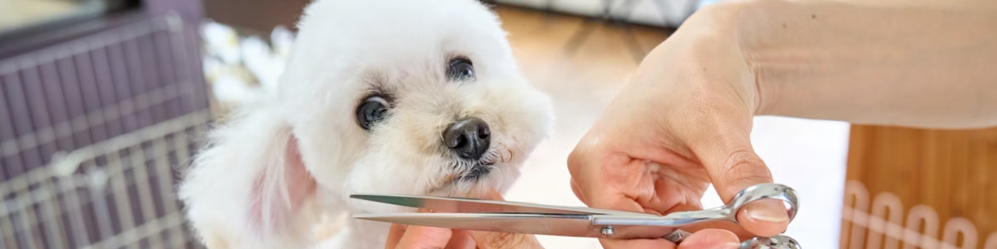 Dog Grooming & Care