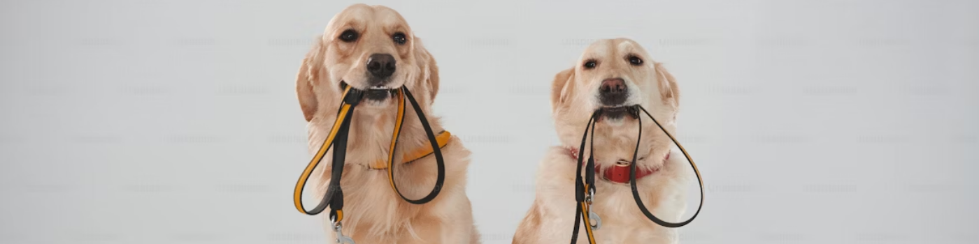 Dog Leashes & Collars