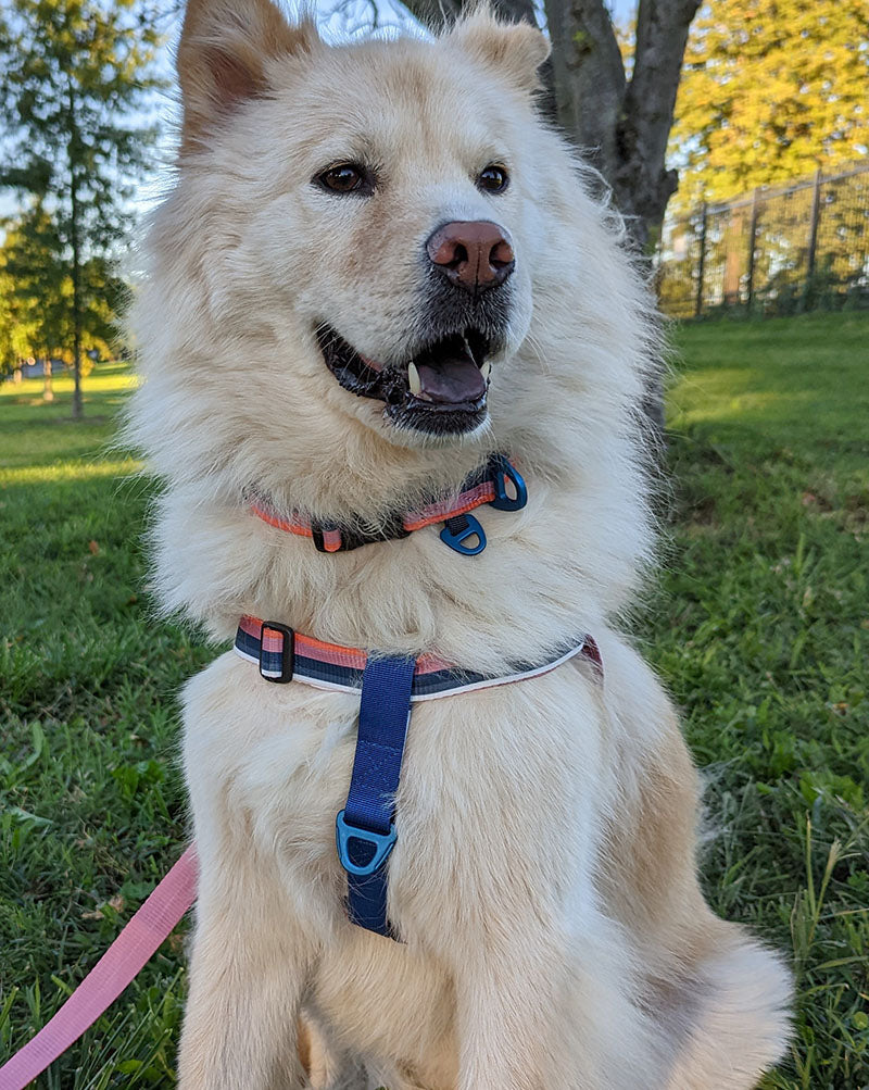 (R)evolution™ Recycled Woven Dog Harness