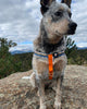 (R)evolution™ Recycled Woven Dog Harness