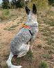 (R)evolution™ Recycled Woven Dog Harness