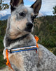 (R)evolution™ Recycled Woven Dog Harness