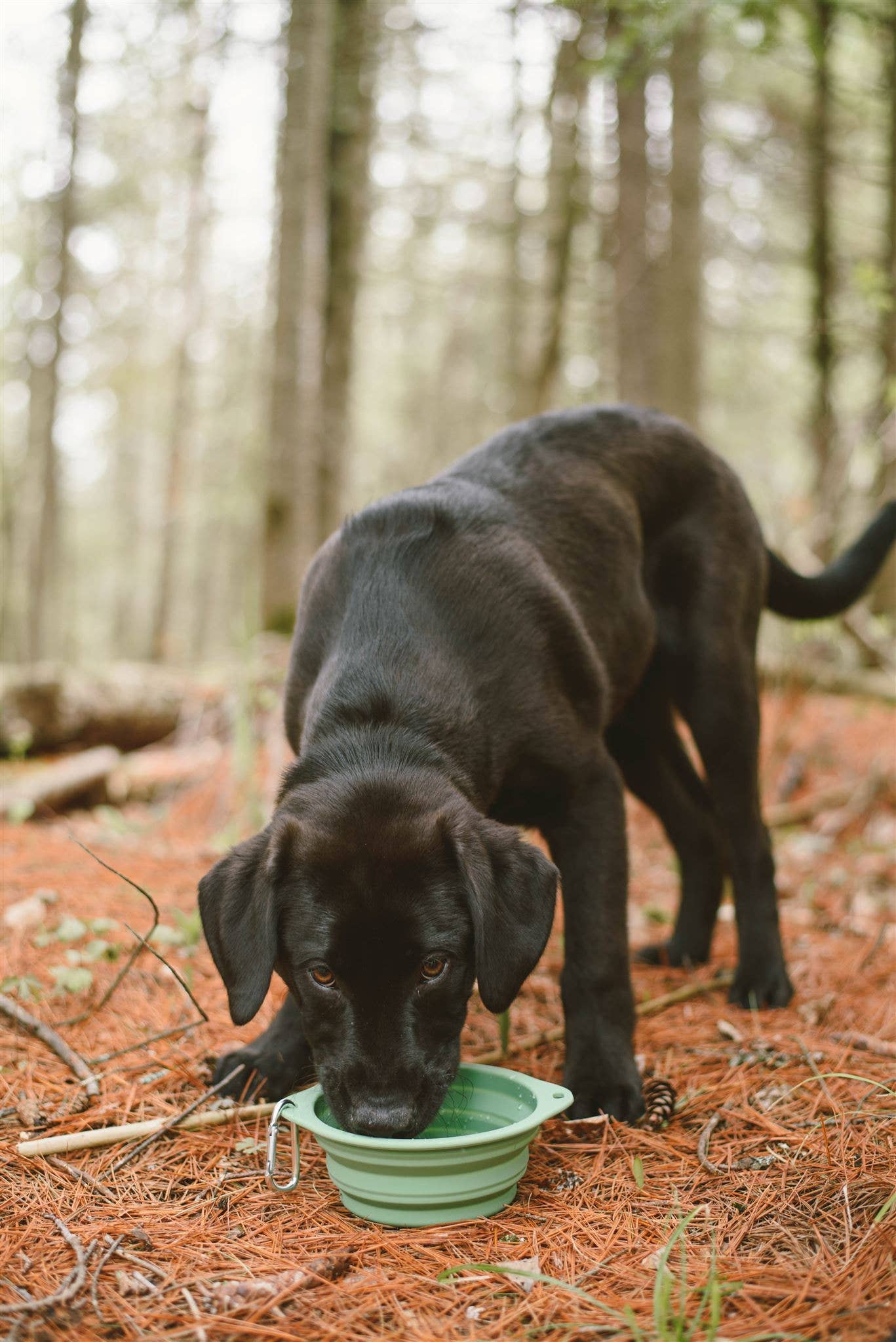 Me Mother Earth - Collapsible Silicone Dog Bowl