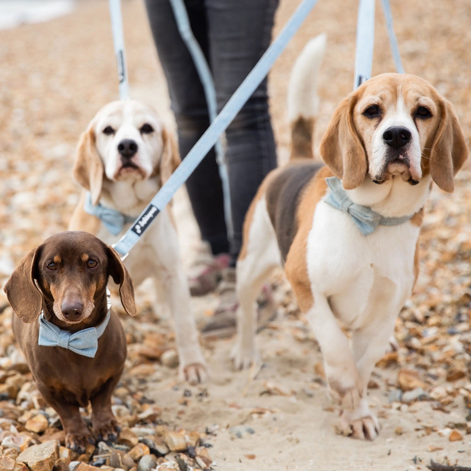Hemp & Organic Cotton Eco Dog Lead 